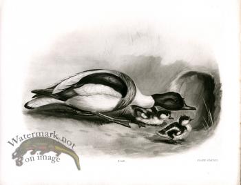 Bird 23  COMMON SHELD DUCK